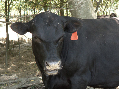 Black Angus photo by Mark Hoffenberg