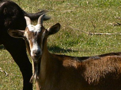 Goat photo by Mark Hoffenberg