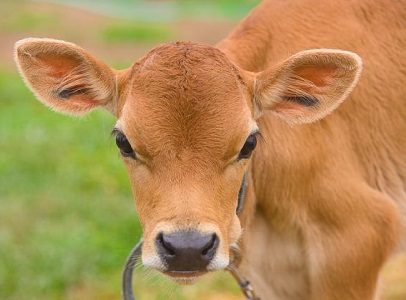 Photo of a calf from USDA