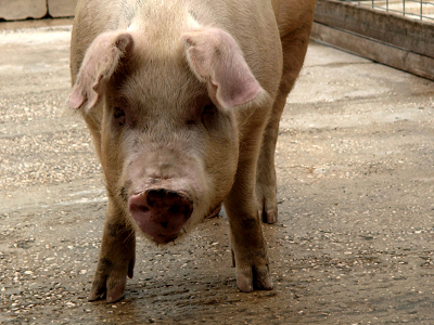 Pig photo by Mark Hoffenberg
