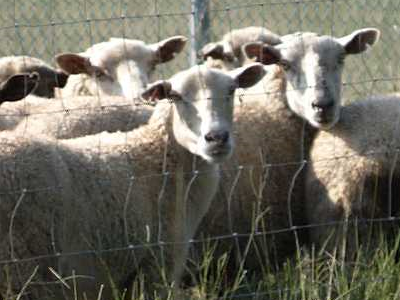 Sheep photo by Mark Hoffenberg