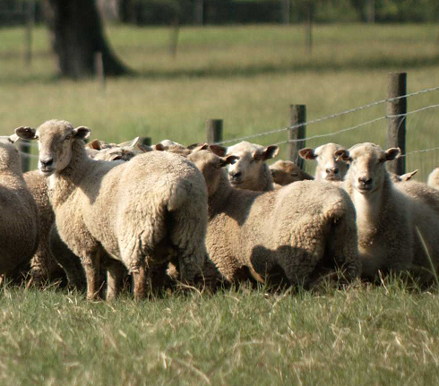 Sheep photo by Mark Hoffenberg