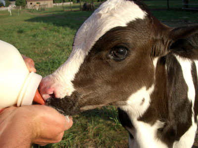 Photo of a veal calf from Woodstock Sanctuary