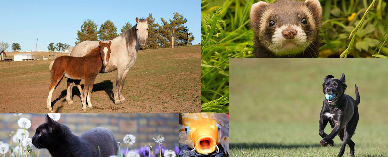 Companion Animal Collage