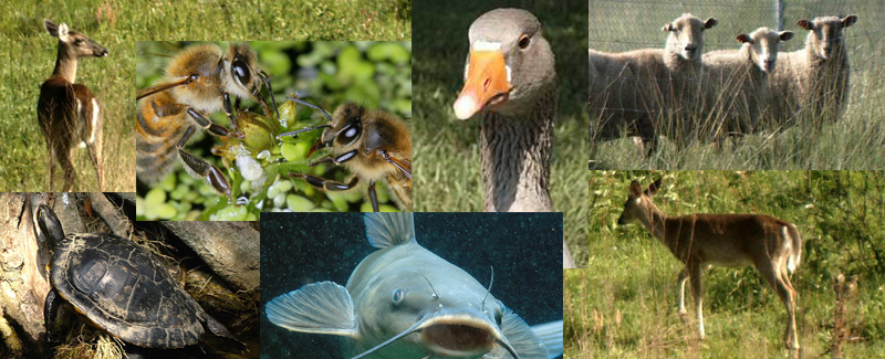 Minor Species Collage
