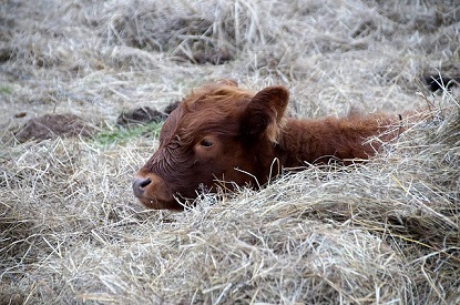 Calf image by ivabalk on Pixabay 